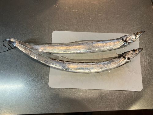 タチウオの釣果