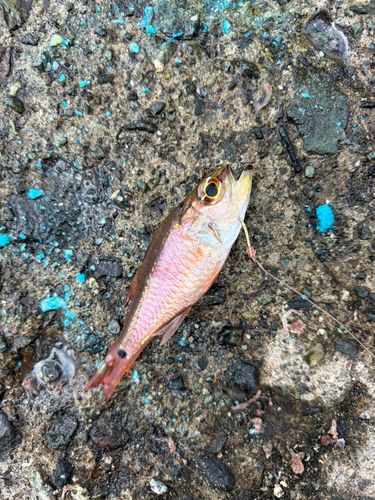 熱海港海釣り施設