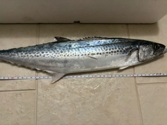 サゴシの釣果