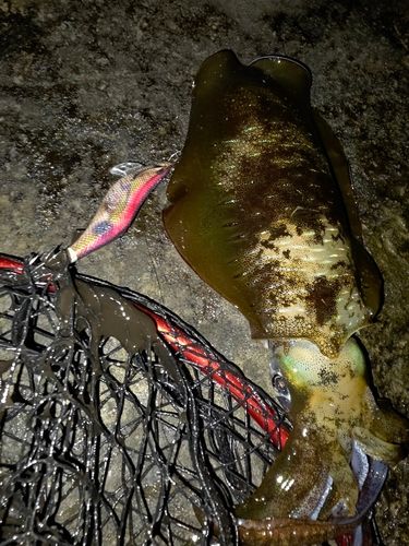 アオリイカの釣果
