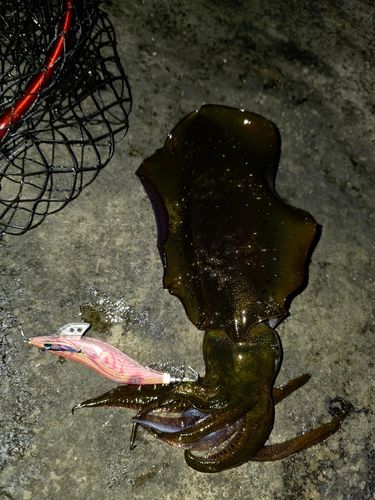 アオリイカの釣果