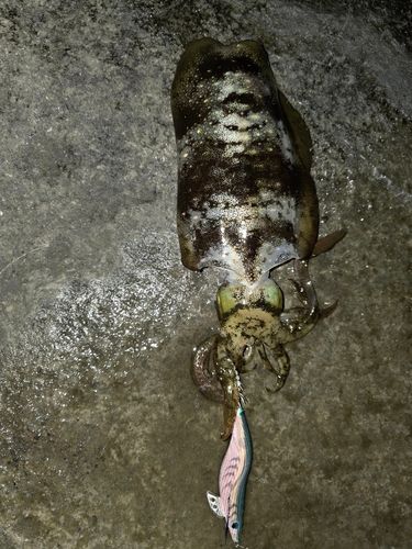 アオリイカの釣果