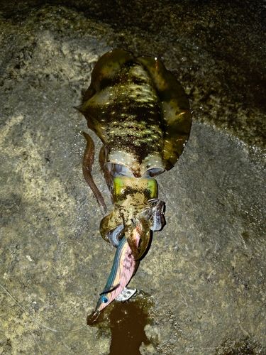 アオリイカの釣果