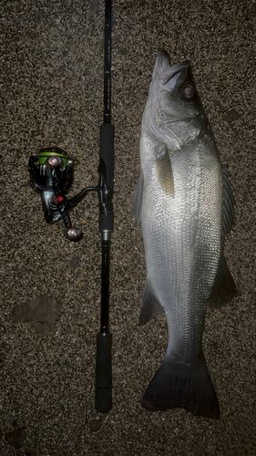 ヒラスズキの釣果