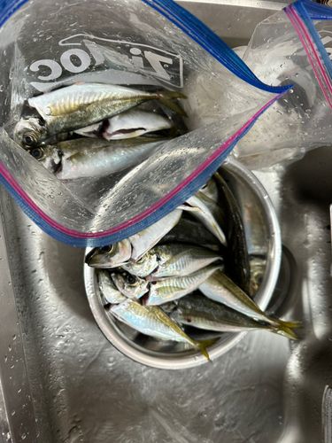アジの釣果