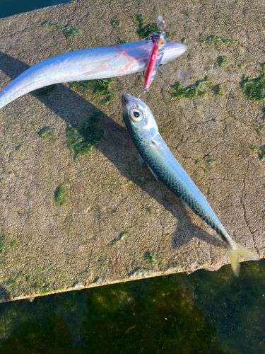 サバの釣果