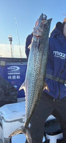 サワラの釣果