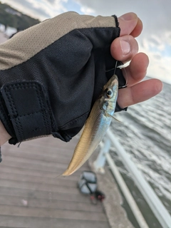 シロギスの釣果