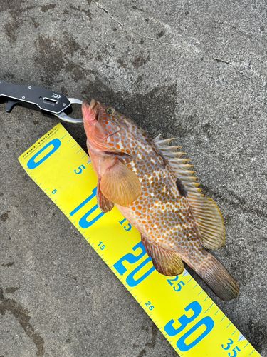 キジハタの釣果