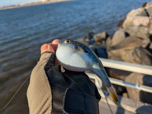 クサフグの釣果