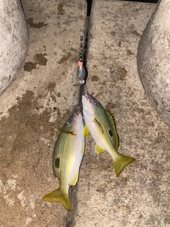 ビタローの釣果