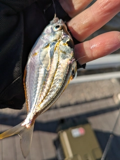 ヒイラギの釣果