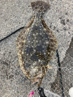 ヒラメの釣果