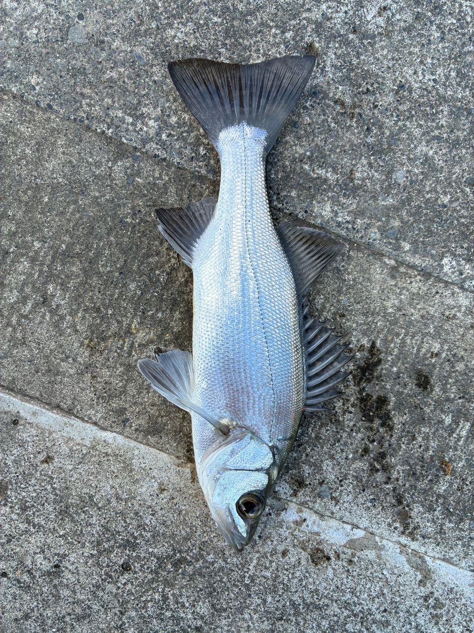 セイゴ（ヒラスズキ）