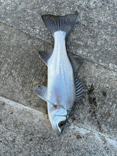 セイゴ（ヒラスズキ）の釣果