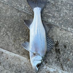 セイゴ（ヒラスズキ）