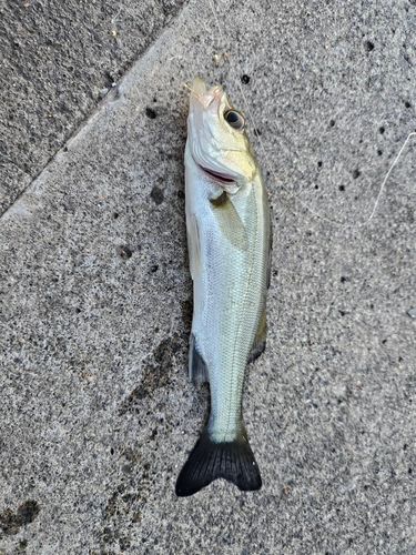 セイゴ（マルスズキ）の釣果