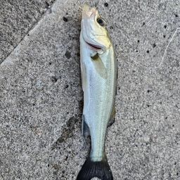 セイゴ（マルスズキ）