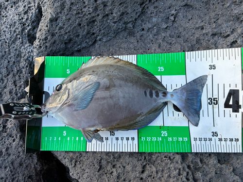 サンノジの釣果