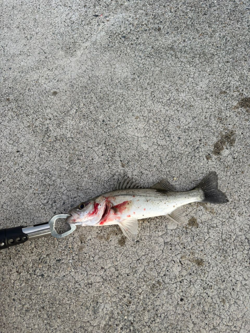 セイゴ（マルスズキ）