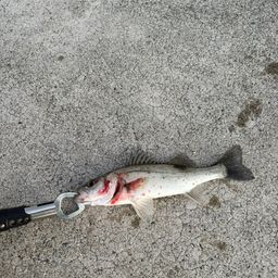 セイゴ（マルスズキ）