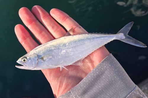 ミナミイケカツオの釣果