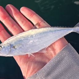 ミナミイケカツオ