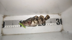 タケノコメバルの釣果