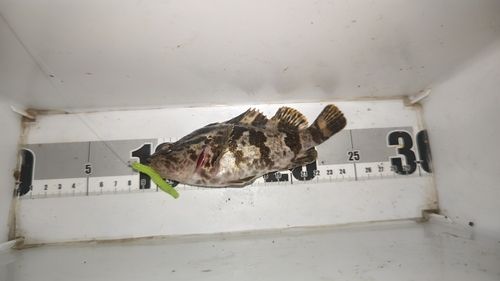 タケノコメバルの釣果