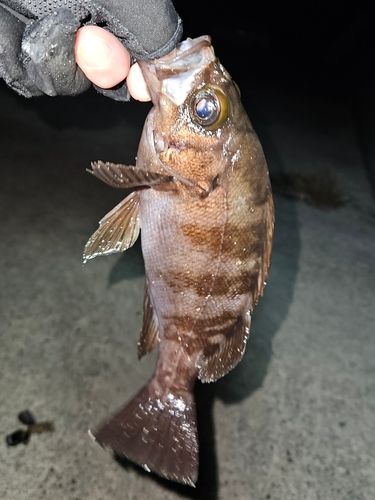 三陸海岸（宮城）