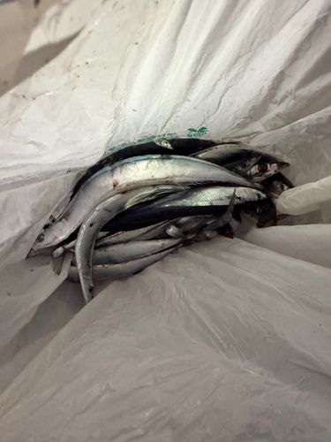 サンマの釣果