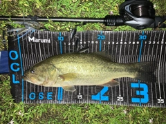 ブラックバスの釣果