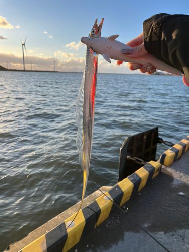 タチウオの釣果