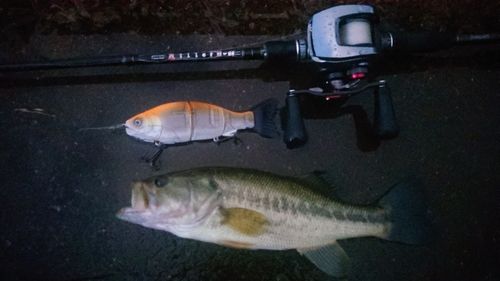 ブラックバスの釣果