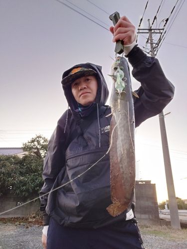 マナマズの釣果