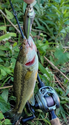 ブラックバスの釣果