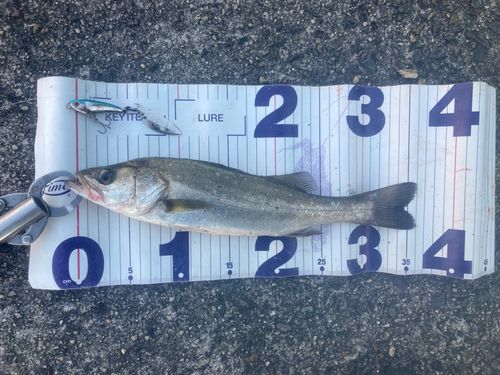 フッコ（マルスズキ）の釣果