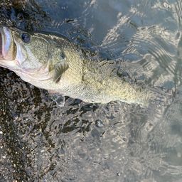 ラージマウスバス