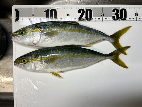 コゾクラの釣果