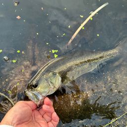 ラージマウスバス