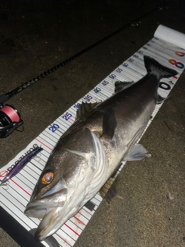 シーバスの釣果