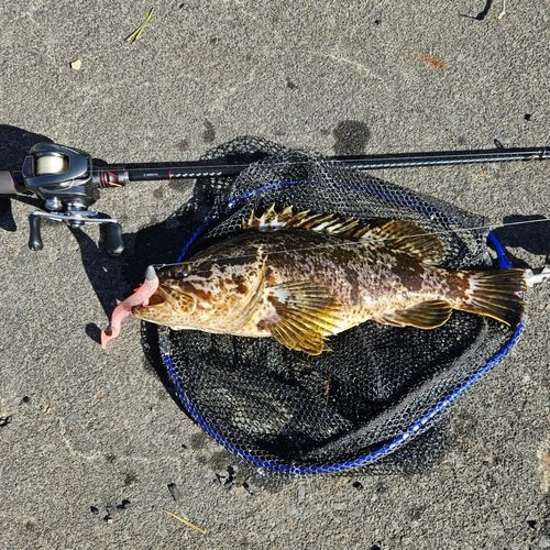 ベッコウゾイの釣果