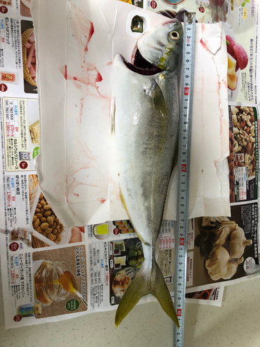 ツバスの釣果