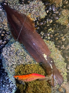 ヤリイカの釣果