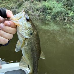 ラージマウスバス