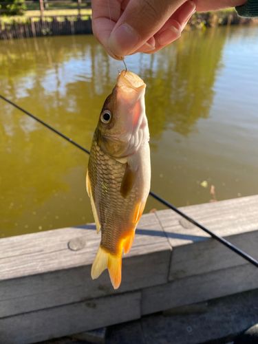 フナの釣果