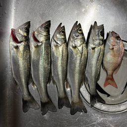 セイゴ（マルスズキ）