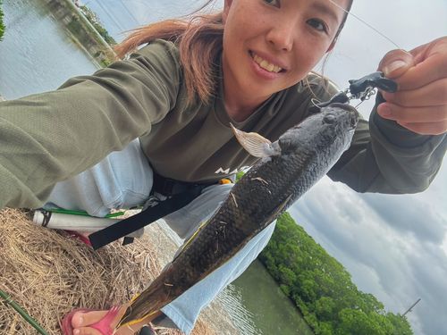 ホシマダラハゼの釣果