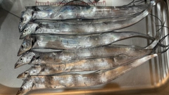 タチウオの釣果