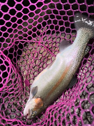 ベリーパーク in FISH ON! 王禅寺